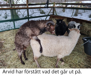 Arvid x 2022.jpg